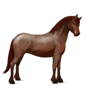 pony australian pony cherry bay