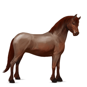 pony haflinger flaxen chestnut 