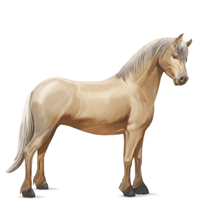pony shetland strawberry roan