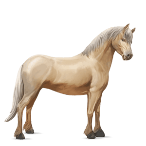 pony australian pony cremello