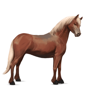 pony australian pony flaxen chestnut 