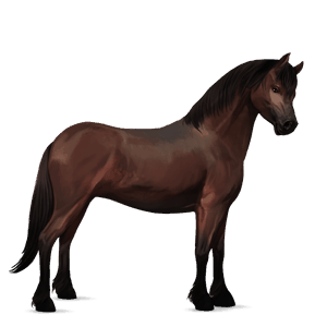 pony connemara dark bay