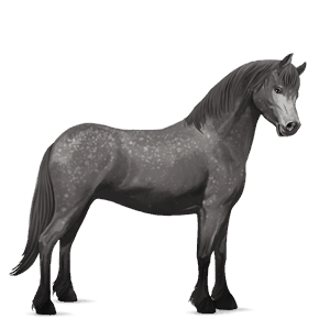 pony kerry bog dapple gray