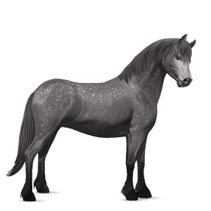 pony dapple gray