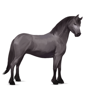pony chincoteague pony mouse gray