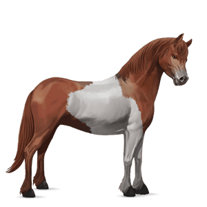 pony chincoteague pony chestnut tobiano