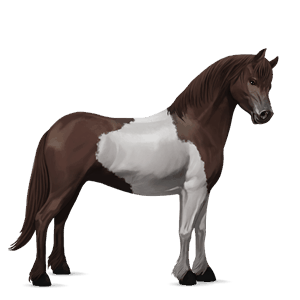 pony kerry bog black