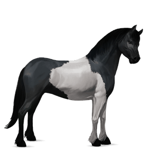 riding horse vanner chestnut tobiano