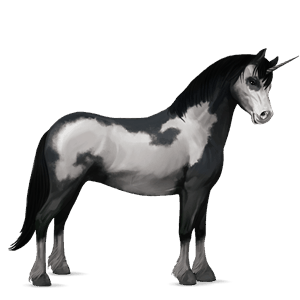unicorn pony newfoundland pony black