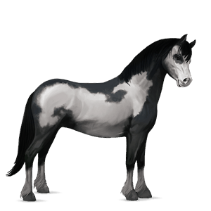 pony connemara light gray