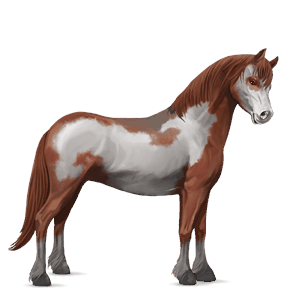 pony shetland chestnut