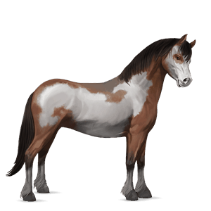 pony quarter pony liver chestnut tobiano