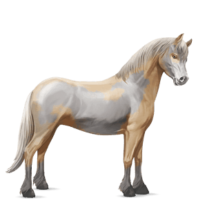 pony dark bay