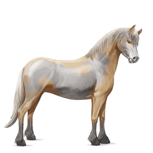 pony australian pony light gray