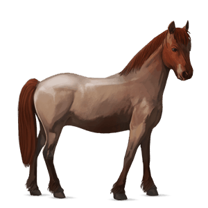 pony belgian riding pony strawberry roan
