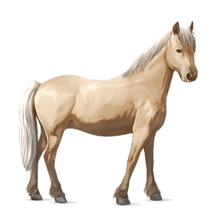 pony haflinger palomino