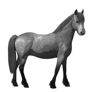 riding horse camargue dapple gray