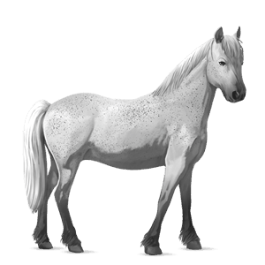 pony belgian riding pony fleabitten gray