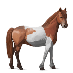 pony chincoteague pony chestnut tobiano