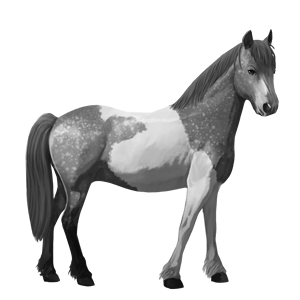 pony chincoteague pony dapple gray tobiano