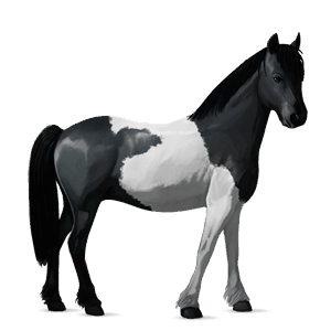 pony black tobiano