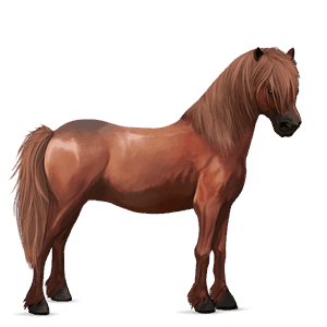 pony australian pony chestnut