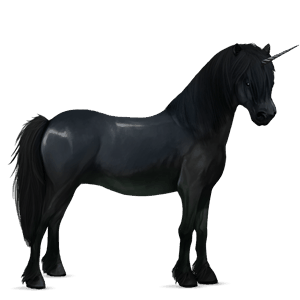 unicorn pony newfoundland pony black