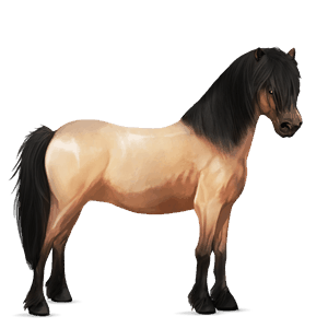 pony quarter pony chestnut