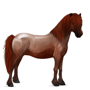 pony haflinger flaxen chestnut 