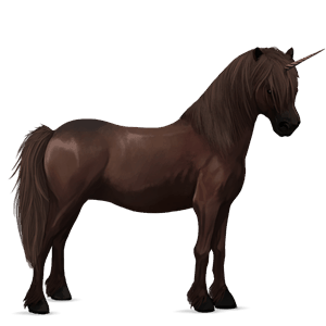 unicorn pony newfoundland pony bay
