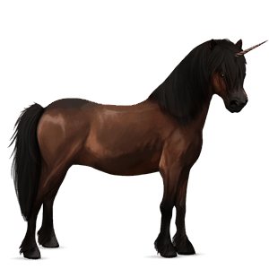 unicorn pony newfoundland pony bay
