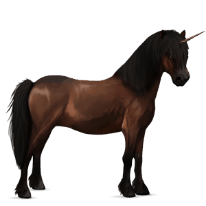 unicorn pony kerry bog dark bay