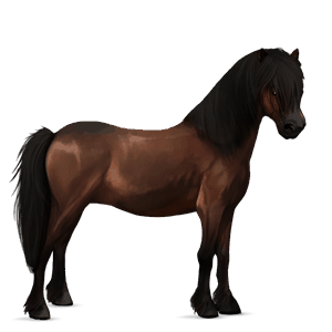 pony australian pony dark bay