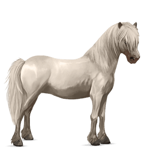 pony shetland cremello