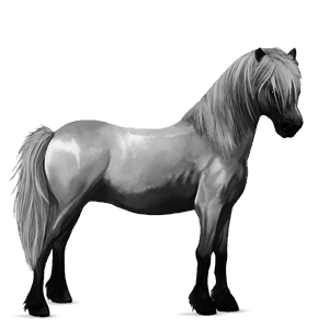 pony newfoundland pony cremello