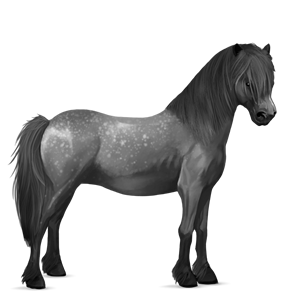 pony shetland dapple gray