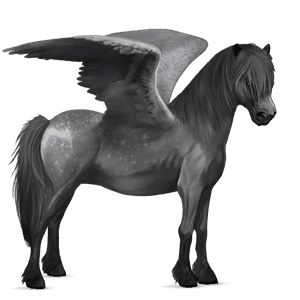 pegasus pony newfoundland pony dapple gray
