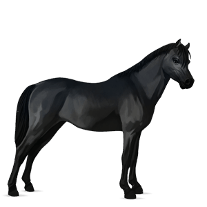 pony kerry bog black