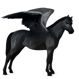 pegasus pony connemara black