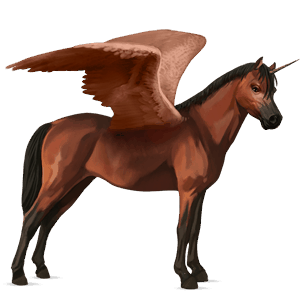 winged unicorn pony  australian pony cherry bay