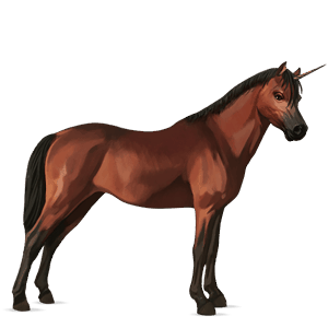 unicorn pony australian pony bay