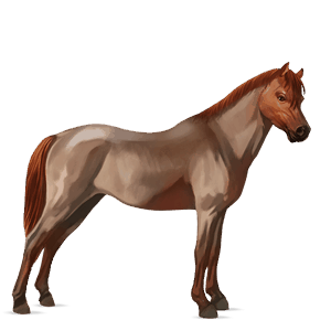 pony connemara strawberry roan