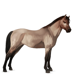 pony belgian riding pony chestnut