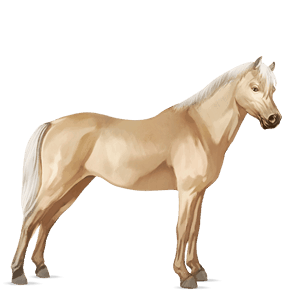 pony quarter pony palomino