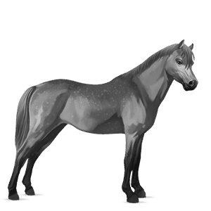 pony australian pony light gray