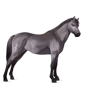 pony newfoundland pony mouse gray