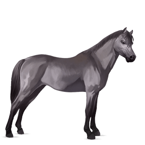 pony australian pony mouse gray