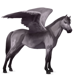 pegasus pony highland pony mouse gray