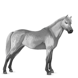 pony belgian riding pony fleabitten gray