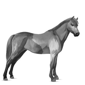 pony chincoteague pony dapple gray tobiano